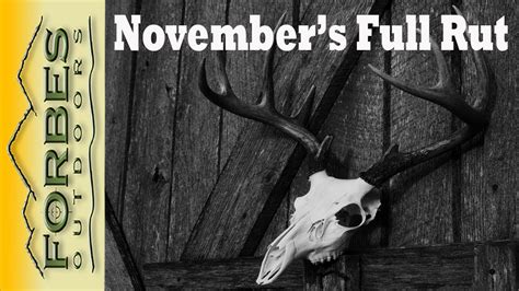 Novembers Full Rut Deer Hunt Youtube