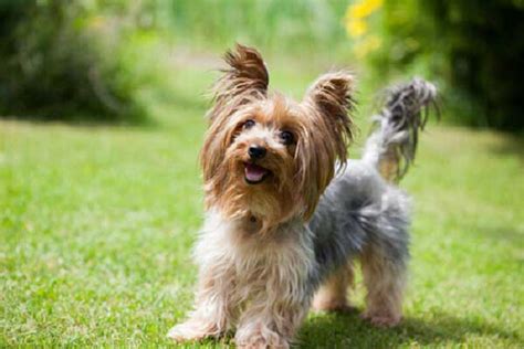 We did not find results for: Yorkshire Terrier Price Range: How much does a Yorkie cost?