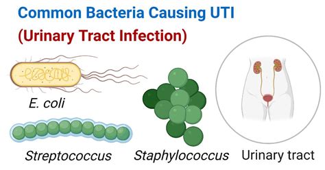 Common Bacteria Causing Uti Urinary Tract Infection