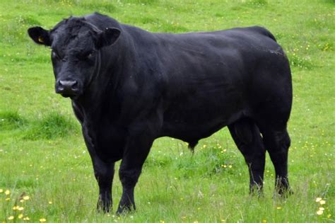 The Most Expensive Aberdeen Angus Bull Ever Sold in the ...