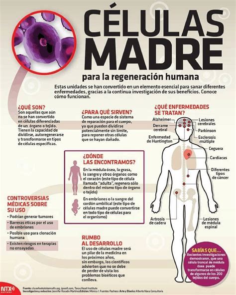 Arriba Imagen Mapa Mental De Celulas Madres Abzlocal Mx