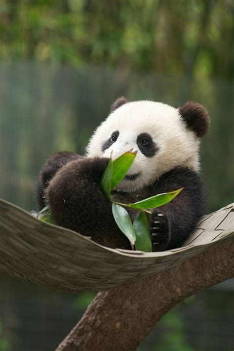 Le Bébé Panda Pouvez Vous Choisir Le Plus Mignon