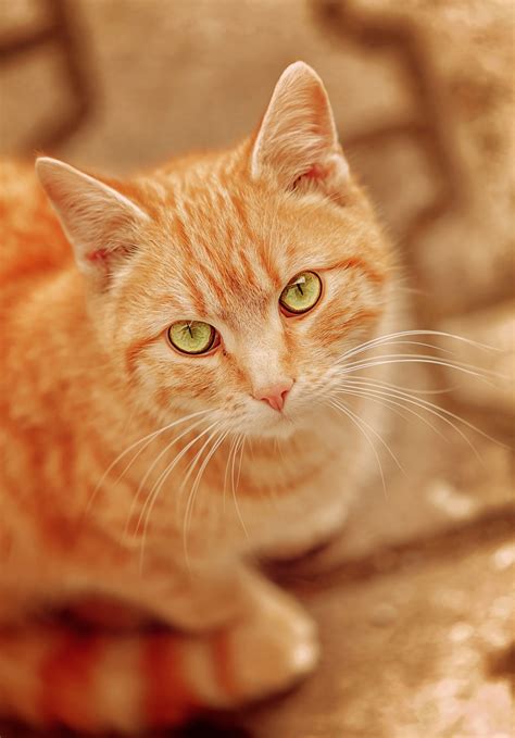 Orange Tabby Kitten With Blue Eyes Lousiana