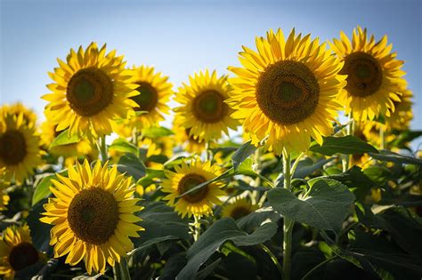 5k Free Download Yellow Sunflowers In Bloom Hd Wallpaper Peakpx
