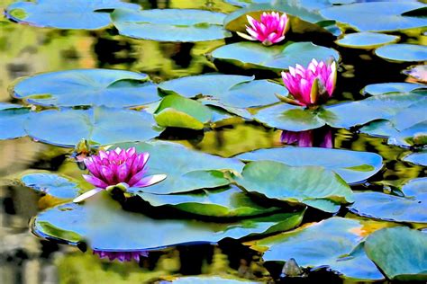 In Bloom Water Lilies — Seattle Japanese Garden