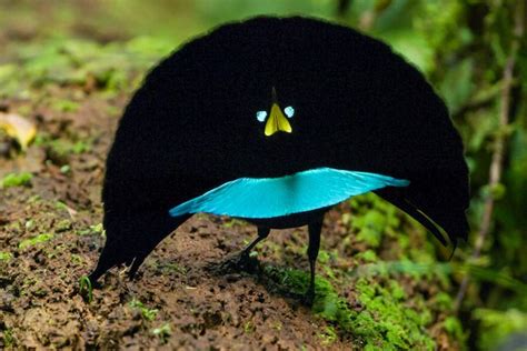 Video New Bird Of Paradise Species Has Smooth Dance Moves Focusing