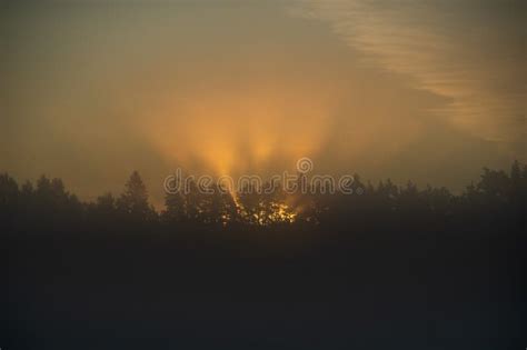 Crepuscular Rays In A Foggy Morning Coming Through Trees At Golden