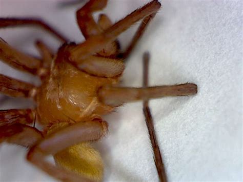 Titiotus Spider A Non Toxic Brown Recluse Look Alike Foothill
