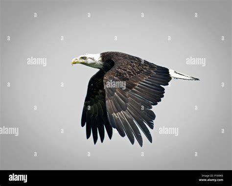Bald Eagle Talons Close Up Hi Res Stock Photography And Images Alamy