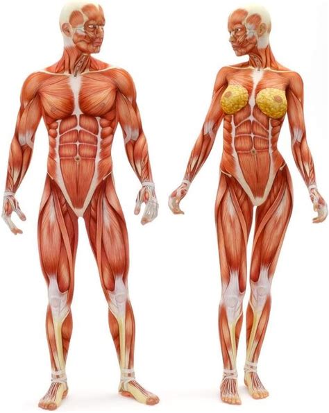 Buy Laminated Male Female Musculoskeletal System Human Anatomy