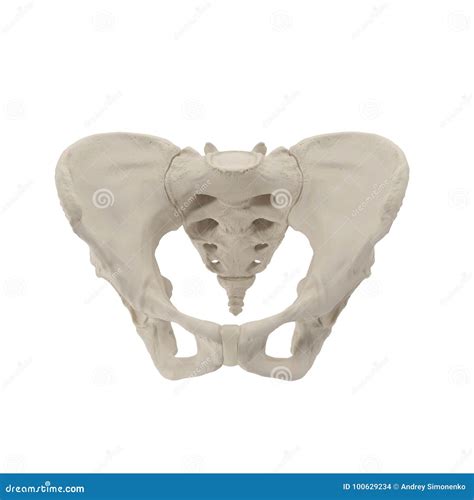 Female Pelvis Skeleton On White Front View 3d Illustration Stock