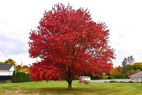 25 Different Types Of Maple Trees With Pictures And Names American