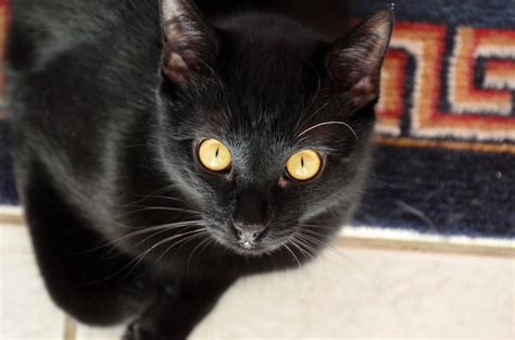 Why do my cat's whiskers fall out? Does anyone else's cat have eyebrow whiskers? : cats