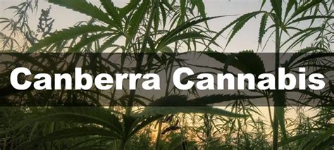 Where To Buy Cannabis In Canberra Act Ultimate Guide