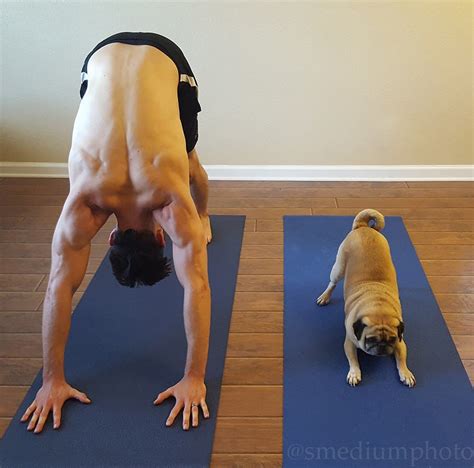 Doggie Work Out This Pug Doing Yoga Is The Cutest Thing Youll See