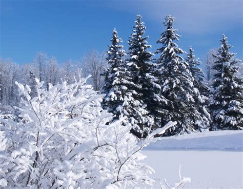 Snow Covered Trees Free Photo Download Freeimages