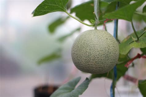 Melonen keimen bei temperaturen zwischen 20 und 30 grad celsius. Melonen im Garten anbauen, pflegen und ernten - beetfreunde.de