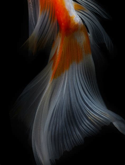 Goldfish Still Life Photography Hiroshi Iwasaki The