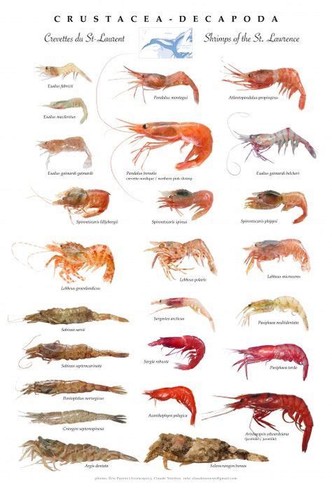 St Lawrence Shrimps Poster Crustacea Decapoda Description Shrimps