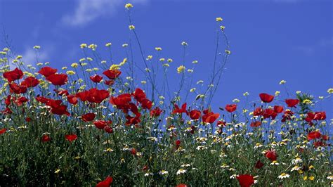 Download Wallpaper 1920x1080 Poppies Wild Flowers Sky Nature Full Hd