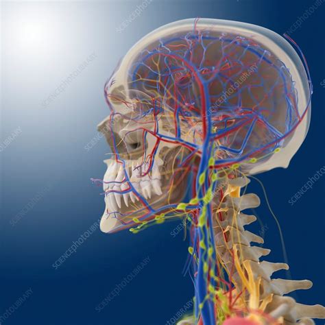 Head And Neck Anatomy Artwork Stock Image C Science Photo Library