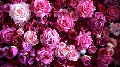 Flower Rose Pink Texture Wallpapers Hd Desktop And