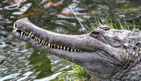 Crocodilia Alchetron The Free Social Encyclopedia