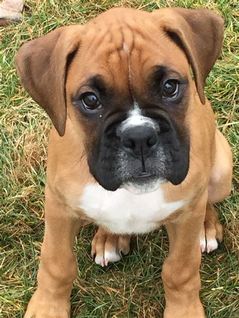 A Good Looking Boxer Pup Boxer Dogs Brindle Boxer Dogs Boxer Puppies