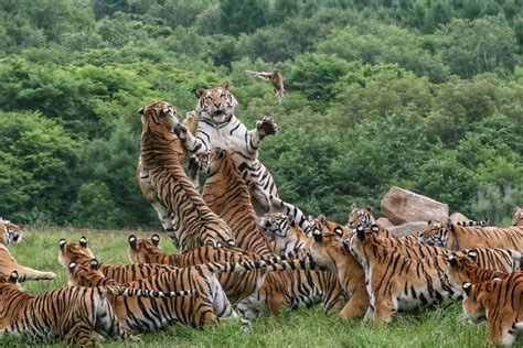 Ferocious Tigers Fight To Get Their Claws Into A Bird In Breathtaking Snaps