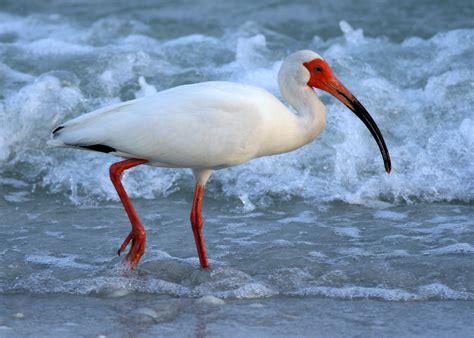 Florida Identifies Imperiled Species Share The Outdoors