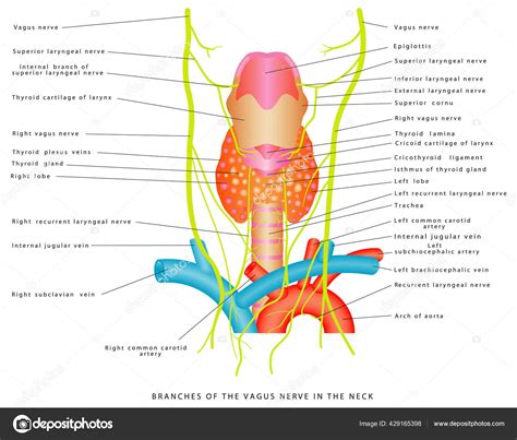 Thyroid Neck Anatomy Diagram Triangles Of The Neck Anatomy Borders