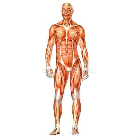 Anatomia Maschio Del Corpo Umano Illustrazione Di Stock Illustrazione