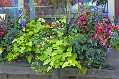 If your garden is on the shady side, check out these best shade if you're looking to add color to the garden and attract birds, bees, and butterflies, bee balm is the right flower for you. Flower Boxes That Thrive in the Sun | Window box flowers ...
