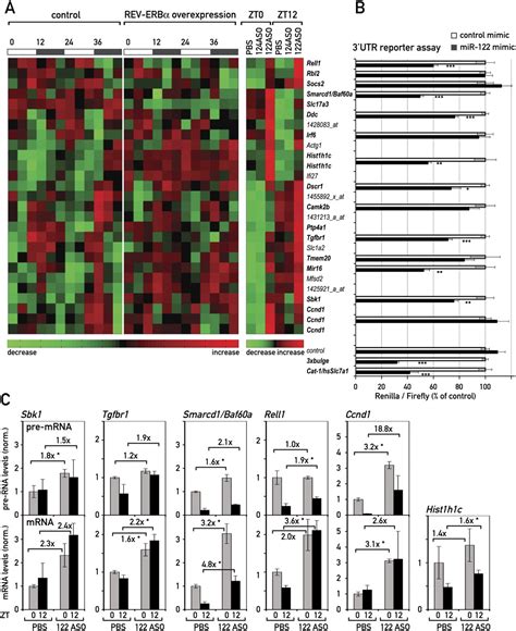 Integration Of Microrna Mir In Hepatic Circadian Gene Expression