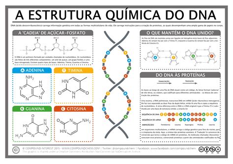 Estrutura Quimica Do Dna Resumo Detalhes científicos