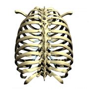 Download transparent ribs png for free on pngkey.com. Rib Cage PNG Clipart | PNG All