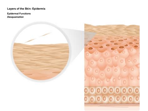 Dermatologyanatomyandphysiologyoftheskin