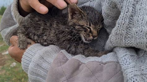 Had This Kitten Not Been Rescued It Would Have Been Food For Coyotes Youtube