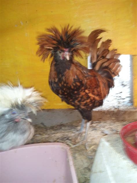 gold laced polish rooster backyard chickens learn how to raise chickens