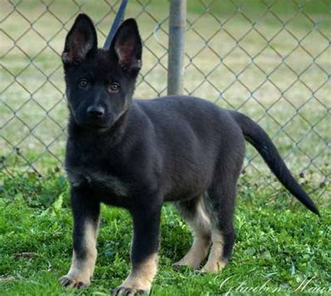 Anyone Know Where We Can Find A Black Bi Color German Shepherd Puppy