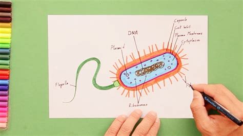 How To Draw Bacteria Youtube