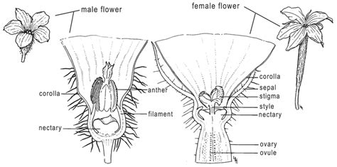 Male And Female Cucumber Flowers A Cross Section Of The Male Flower