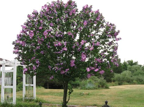 Purple Rose Of Sharon Pruned To Tree Shape By Local Deer Rose Of