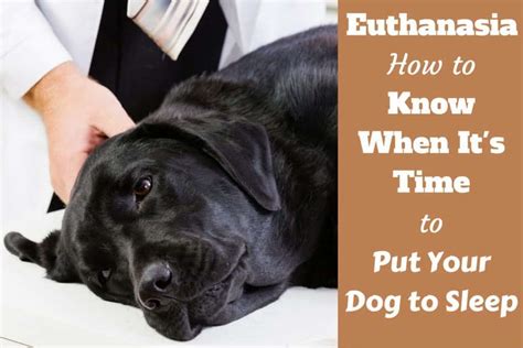 Contains information about making the decision to euthanase; When to Put Your Dog Down: Tips How to Know It's Time to ...