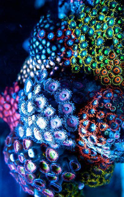 Beauty Under The Sea Underwater Flowers Ocean Creatures Sea Creatures