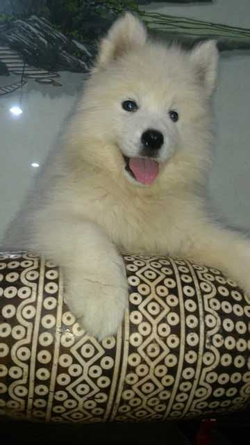 Samoyed Puppies For Sale Adoption From Selangor Klang