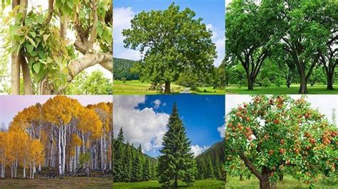 49 Different Types Of Trees And Their Pictures