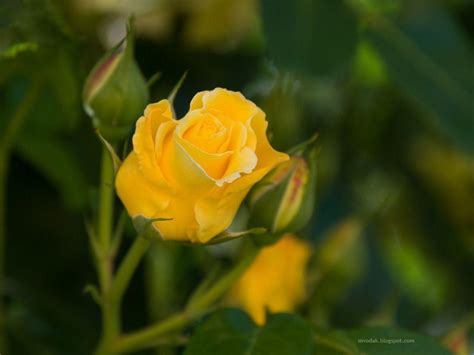 Yellow Rose Flower Wallpapers Wallpaper Cave