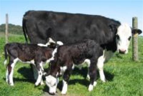 Twins of the pasture guide. Cattle Twins - LSB
