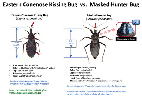 Midwest Kissing Bug Look Alike Masked Hunter Bugs